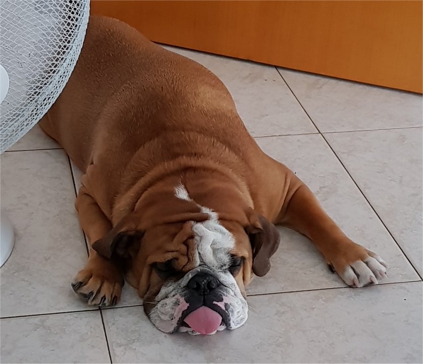 Artemide Bulldog